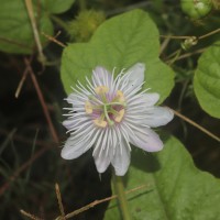 Passiflora foetida L.